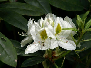 P5079845shuusei.JPG