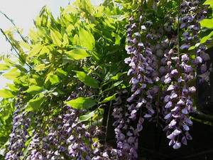 P5079852shuusei.JPG