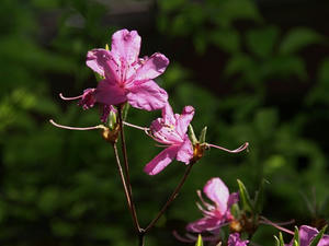 P5079862shuusei.JPG