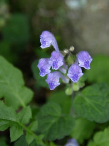 P5079879shuusei.JPG
