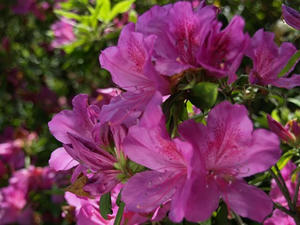 P5070018shuusei.JPG