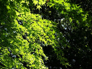 P5070032shuusei.JPG