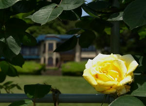 P5070056shuusei.JPG
