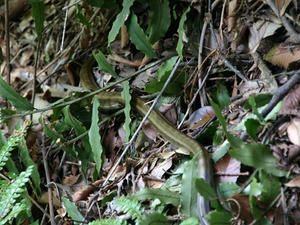 P5070143shuusei.JPG