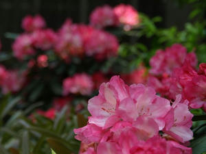 P5070170shuusei.JPG