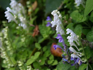 P5070201shuusei.JPG