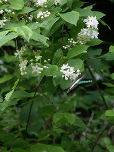 P5070189shuusei.JPG