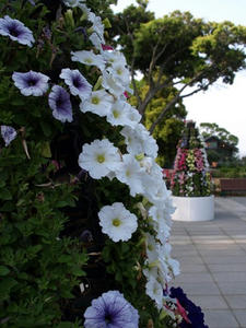 P5070299shuusei.JPG