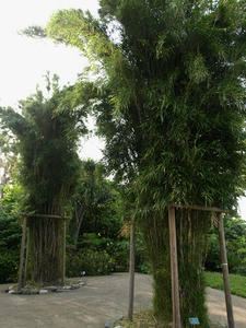 P5070311shuusei.JPG