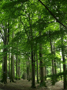 P5150713shuusei.JPG