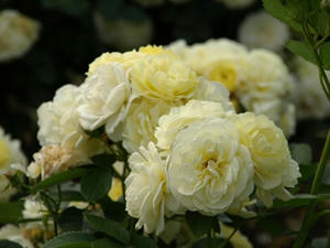 P5231861shuusei.JPG
