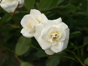 P5231877shuusei.JPG