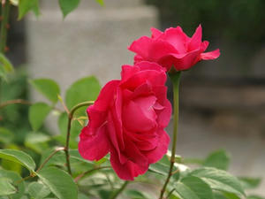 P5231886shuusei.JPG