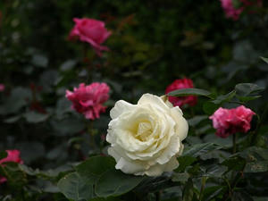 P5231914shuusei.JPG