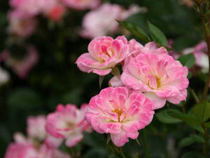 P5231923shuusei.JPG