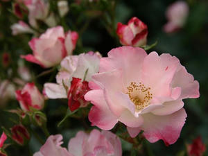 P5231926shuusei.JPG