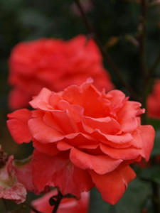 P5231983shuusei.JPG