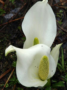 P5282254shuusei.JPG