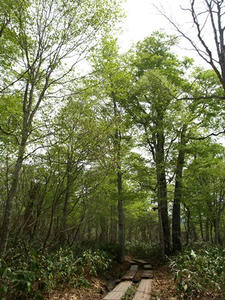 P5282606shuusei.JPG