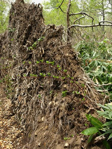 P5282609shuusei.JPG