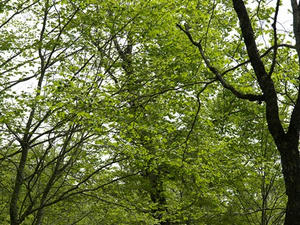 P5282610shuusei.JPG