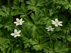 P5282627shuusei.JPG