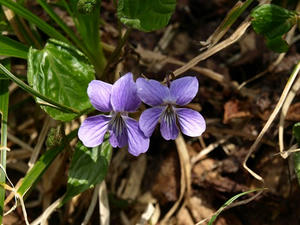 P5282644shuusei.JPG