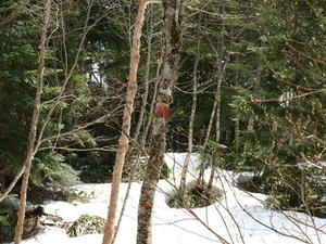 P5282653shuusei.JPG