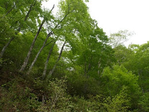 P5282806shuusei.JPG
