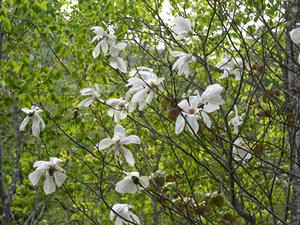 P5282836shuusei.JPG