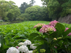 P6114146shuusei.JPG