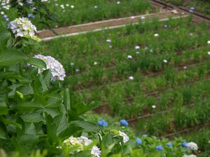 P6114160shuusei.JPG