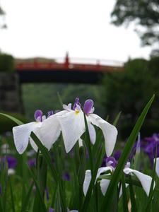 P6114155shuusei.JPG