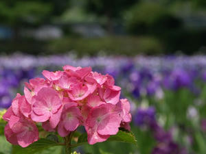 P6103805shuusei.JPG