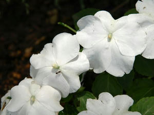 P6103833shuusei.JPG