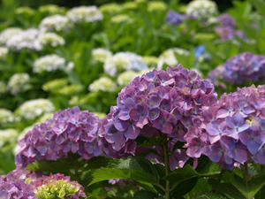 P6103841shuusei.JPG