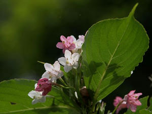 P6103852shuusei.JPG