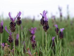 P6103869shuusei.JPG
