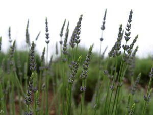 P6103871shuusei.JPG
