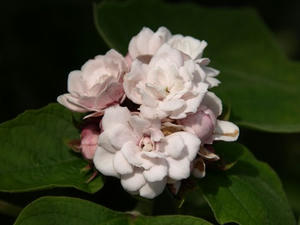 P6103883shuusei.JPG