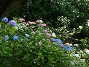 P6103934shuusei.JPG