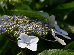 P6103915shuusei.JPG