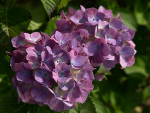 P6103919shuusei.JPG