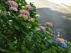 P6103932shuusei.JPG