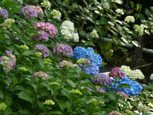 P610393shuusei.JPG