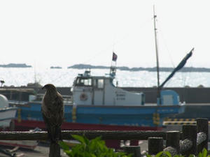 P6103978shuusei.JPG