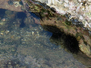 P6104048shuusei.JPG