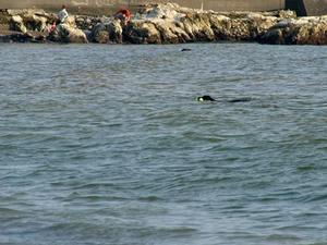 P6104100shuusei.JPG