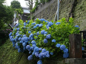 P6154241shuusei.JPG