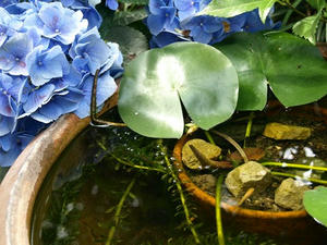 P6154234shuusei.JPG